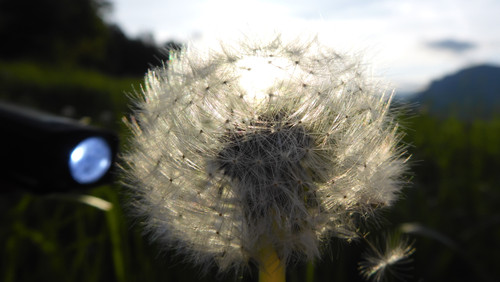 Flower; Publicdomain; Cc0; Freeimage;.jpg