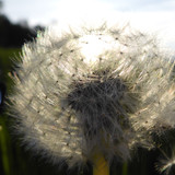 Flower; Publicdomain; Cc0; Freeimage;