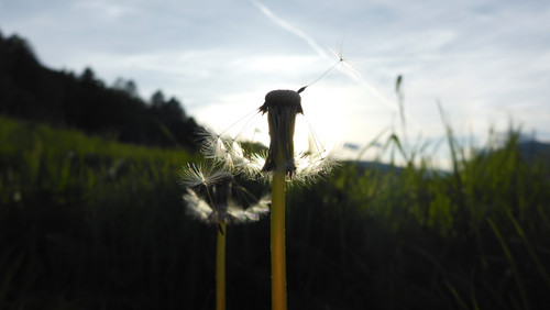 Flower; Publicdomain; Cc0; Freeimage;.jpg