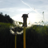 Flower; Publicdomain; Cc0; Freeimage;