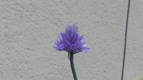 Flower; Publicdomain; Cc0; Freeimage;.jpg