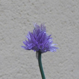 Flower; Publicdomain; Cc0; Freeimage;