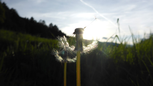 Flower; Publicdomain; Cc0; Freeimage;.jpg