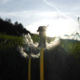 Flower; Publicdomain; Cc0; Freeimage;