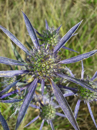 Flower; Publicdomain; Cc0; Freeimage;.jpg