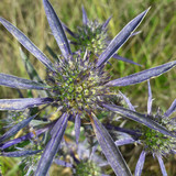 Flower; Publicdomain; Cc0; Freeimage;