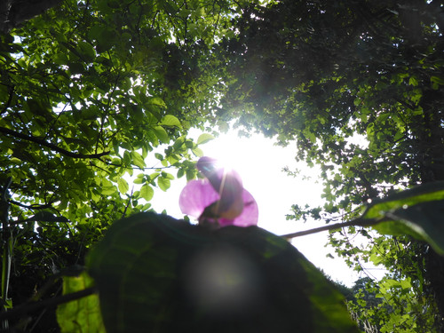 Flower; Publicdomain; Cc0; Freeimage;.jpg