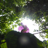 Flower; Publicdomain; Cc0; Freeimage;