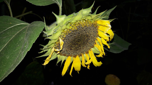 Flower; Publicdomain; Cc0; Freeimage;.jpg