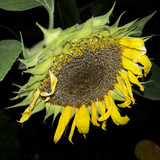 Flower; Publicdomain; Cc0; Freeimage;