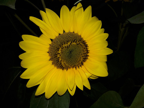 Flower; Publicdomain; Cc0; Freeimage;.jpg