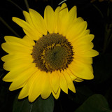 Flower; Publicdomain; Cc0; Freeimage;