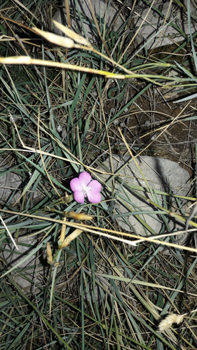 Flower; Publicdomain; Cc0; Freeimage;.jpg