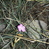 Flower; Publicdomain; Cc0; Freeimage;