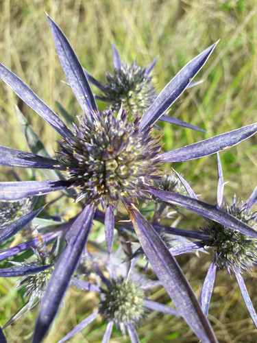 Flower; Publicdomain; Cc0; Freeimage;.jpg