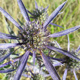 Flower; Publicdomain; Cc0; Freeimage;