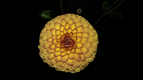 Flower; Publicdomain; Cc0; Freeimage;.jpg