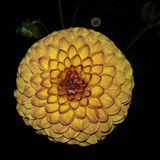 Flower; Publicdomain; Cc0; Freeimage;