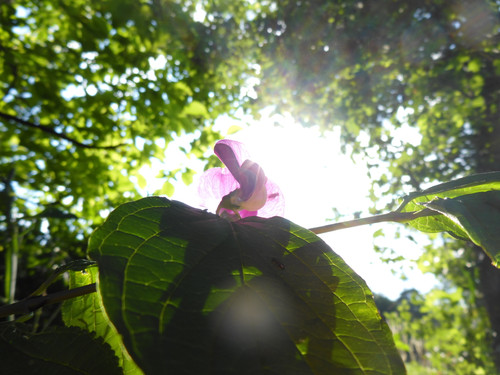 Flower; Publicdomain; Cc0; Freeimage;.jpg