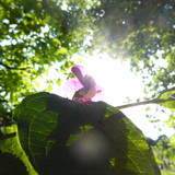 Flower; Publicdomain; Cc0; Freeimage;