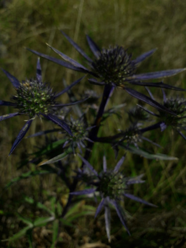 Flower; Publicdomain; Cc0; Freeimage;.jpg