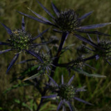 Flower; Publicdomain; Cc0; Freeimage;