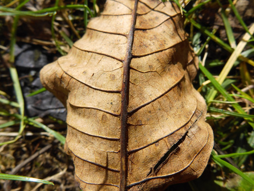 Flora Leafs Tree Publicdomain (159).jpg