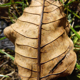 Flora Leafs Tree Publicdomain (159)