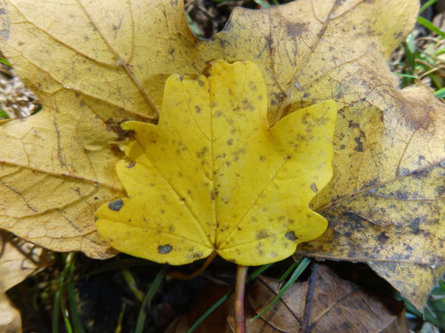 Leafs; Publicdomain; Cc0; Freeimage;.jpg