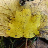 Leafs; Publicdomain; Cc0; Freeimage;