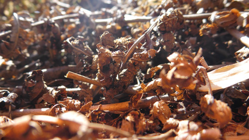 Flora Leafs Tree Publicdomain (171).jpg