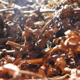 Flora Leafs Tree Publicdomain (171)