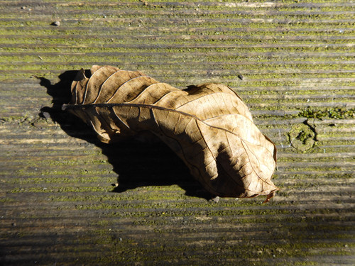 Leafs; Publicdomain; Cc0; Freeimage;.jpg