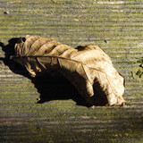 Leafs; Publicdomain; Cc0; Freeimage;