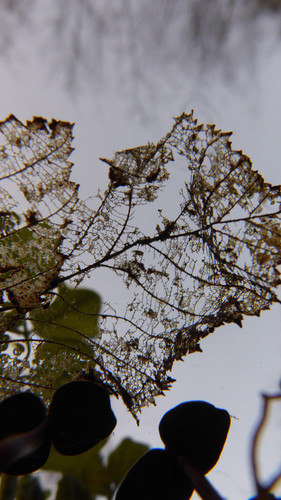 Leafs; Publicdomain; Cc0; Freeimage;.jpg