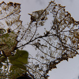 Leafs; Publicdomain; Cc0; Freeimage;