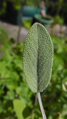 Leafs; Publicdomain; Cc0; Freeimage;.jpg