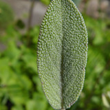 Leafs; Publicdomain; Cc0; Freeimage;