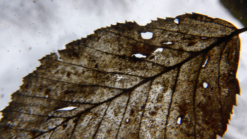 Leafs; Publicdomain; Cc0; Freeimage;.jpg