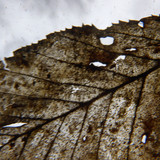 Leafs; Publicdomain; Cc0; Freeimage;