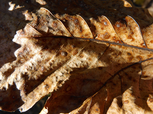 Flora Leafs Tree Publicdomain (158).jpg