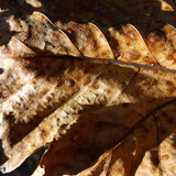 Flora Leafs Tree Publicdomain (158)