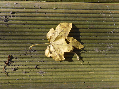 Leafs; Publicdomain; Cc0; Freeimage;.jpg