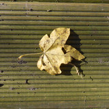 Leafs; Publicdomain; Cc0; Freeimage;