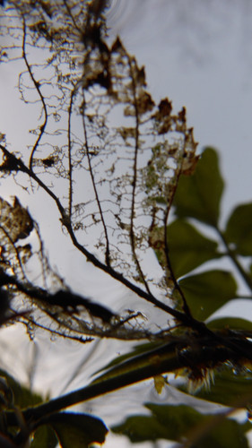 Leafs; Publicdomain; Cc0; Freeimage;.jpg