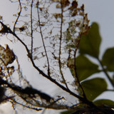 Leafs; Publicdomain; Cc0; Freeimage;