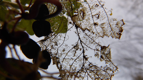 Leafs; Publicdomain; Cc0; Freeimage;.jpg