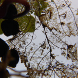 Leafs; Publicdomain; Cc0; Freeimage;