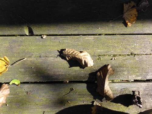 Leafs; Publicdomain; Cc0; Freeimage;.jpg