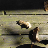 Leafs; Publicdomain; Cc0; Freeimage;